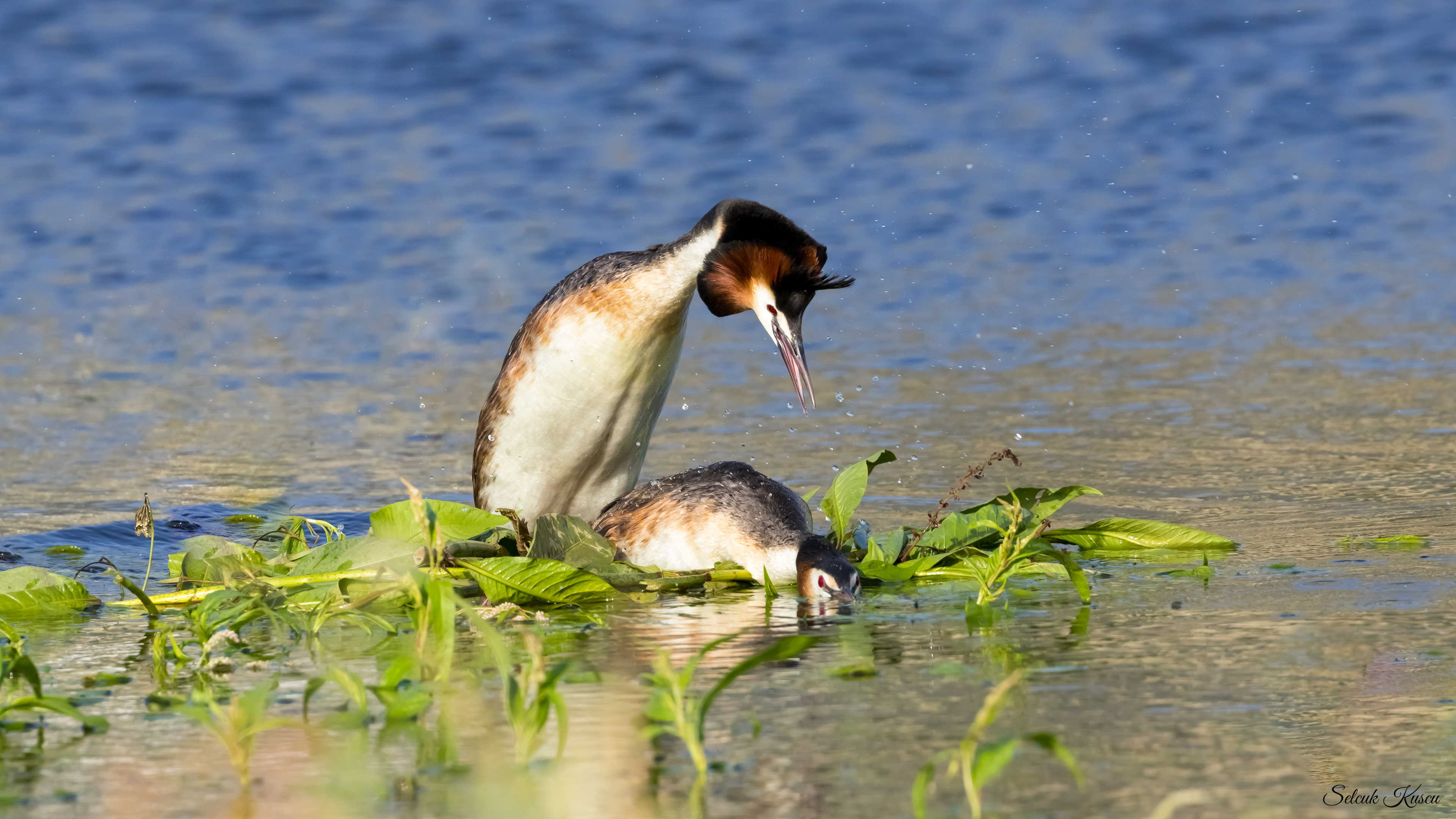 Bahri » Great Crested Grebe » Podiceps cristatus