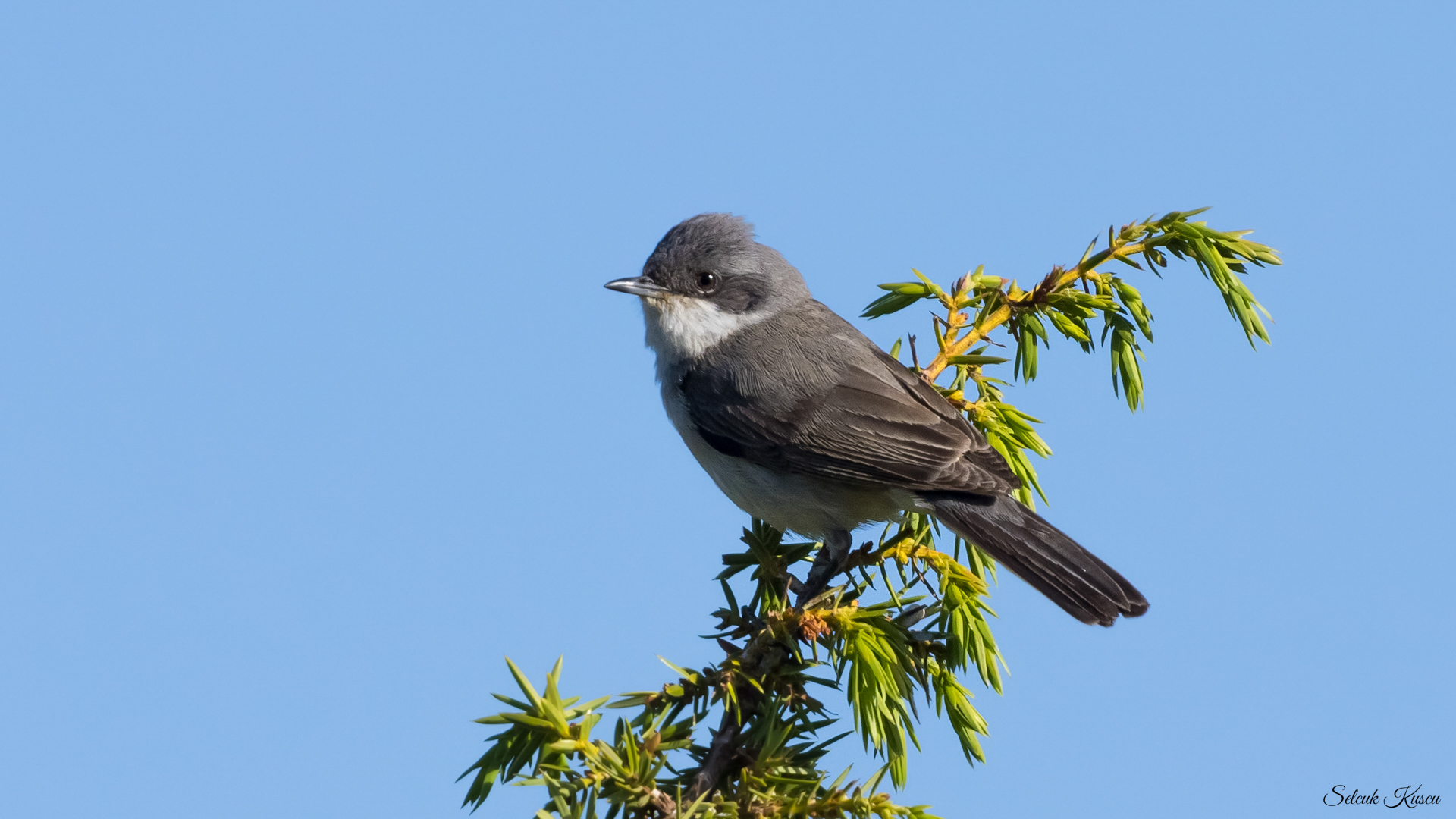 Küçük akgerdanlı ötleğen » Lesser Whitethroat » Sylvia curruca