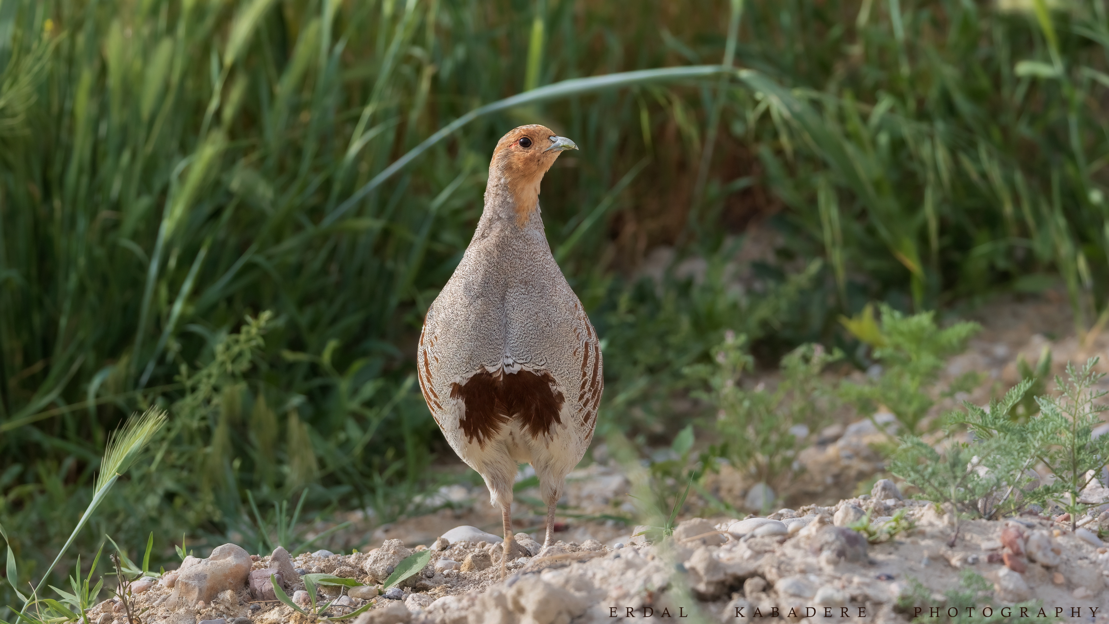 Çilkeklik » Grey Partridge » Perdix perdix