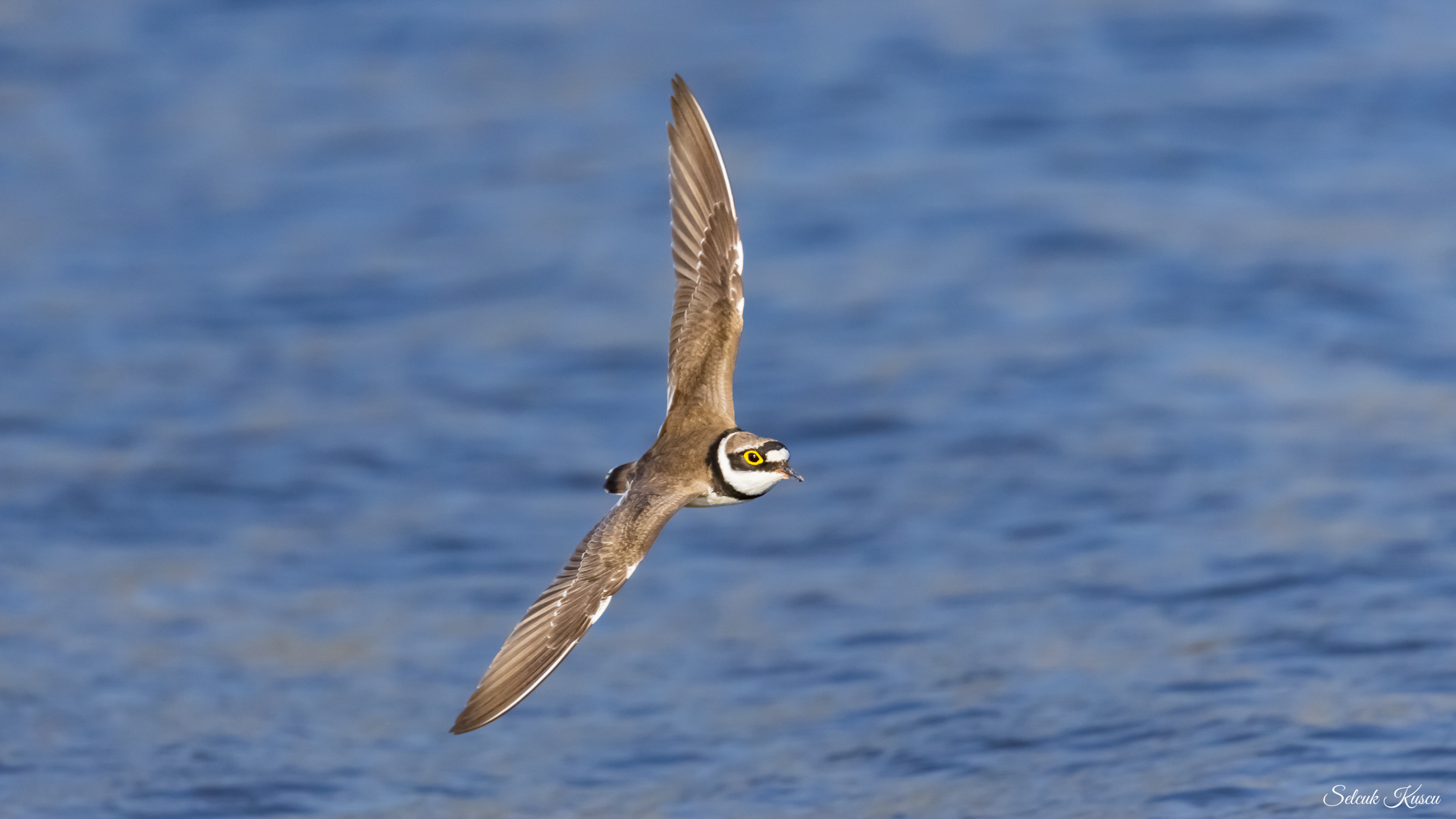 Halkalı küçük cılıbıt » Little Ringed Plover » Charadrius dubius