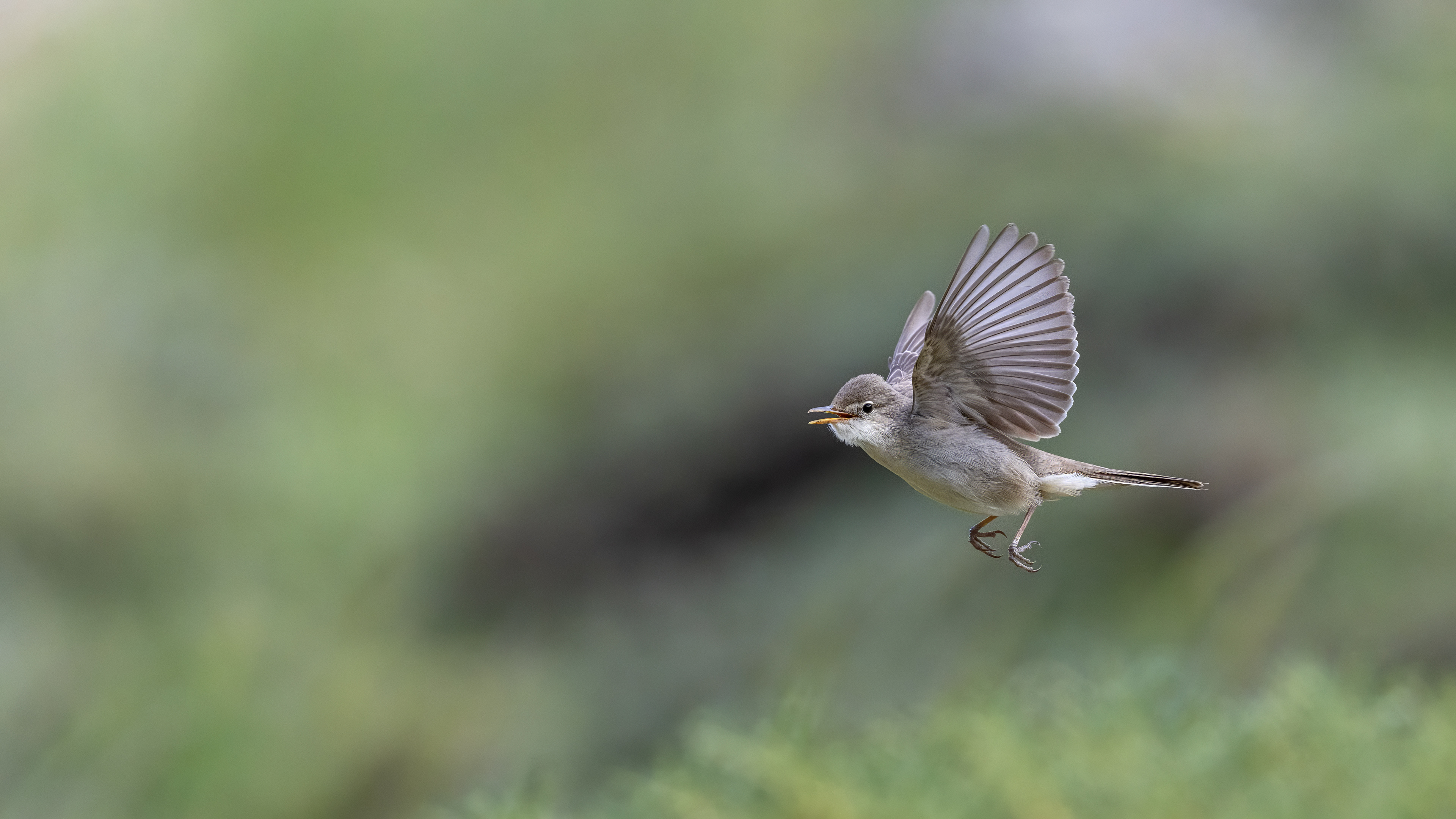 Dağ mukallidi » Upcher`s Warbler » Hippolais languida