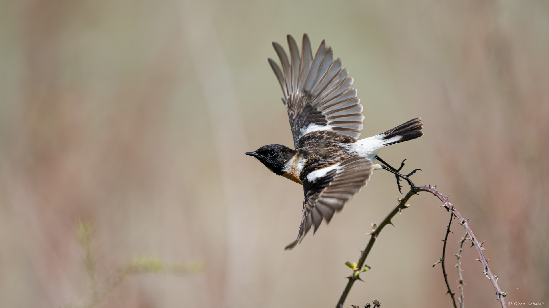 Sibirya taşkuşu » Siberian Stonechat » Saxicola maurus