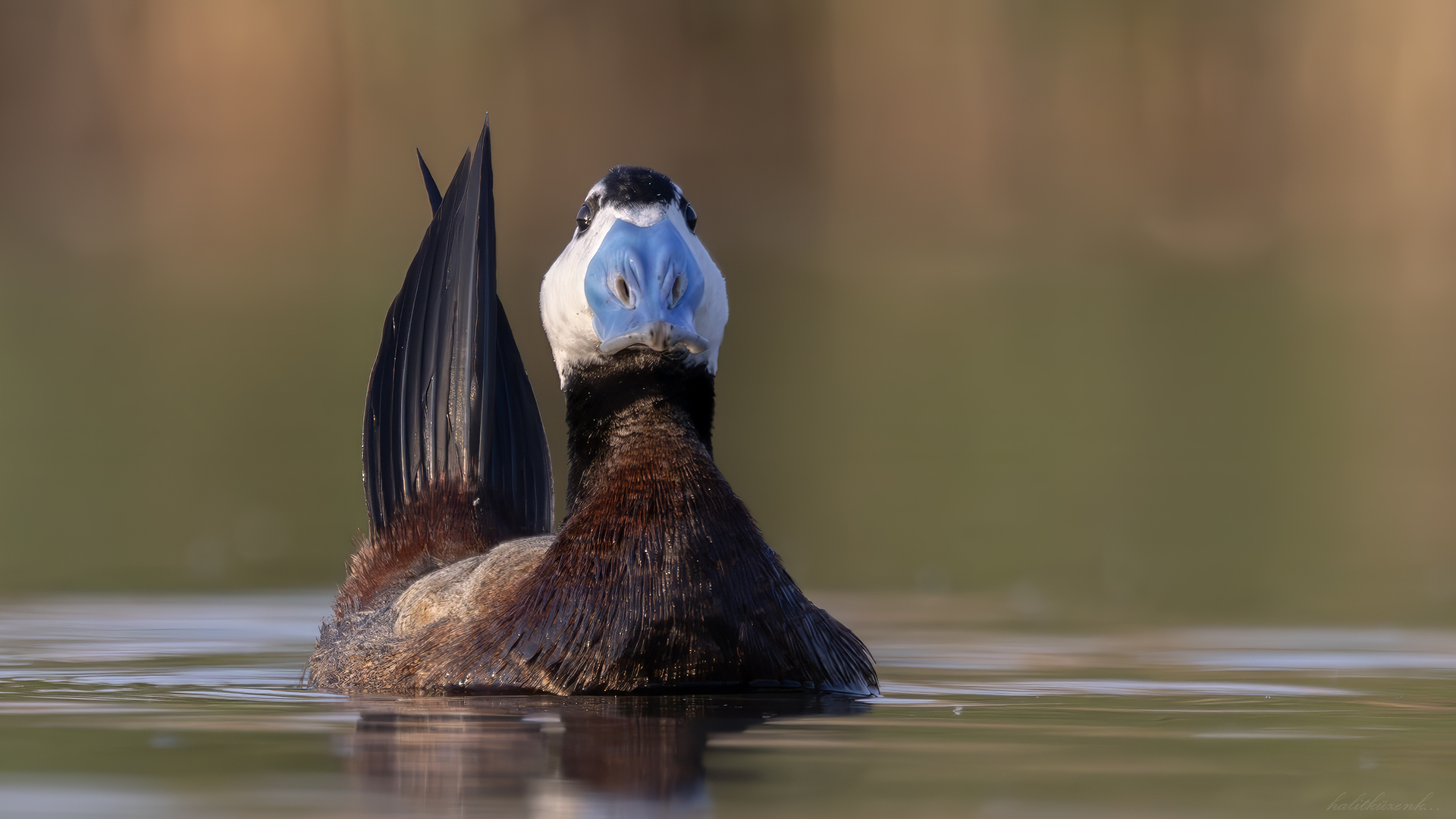 Dikkuyruk » White-headed Duck » Oxyura leucocephala