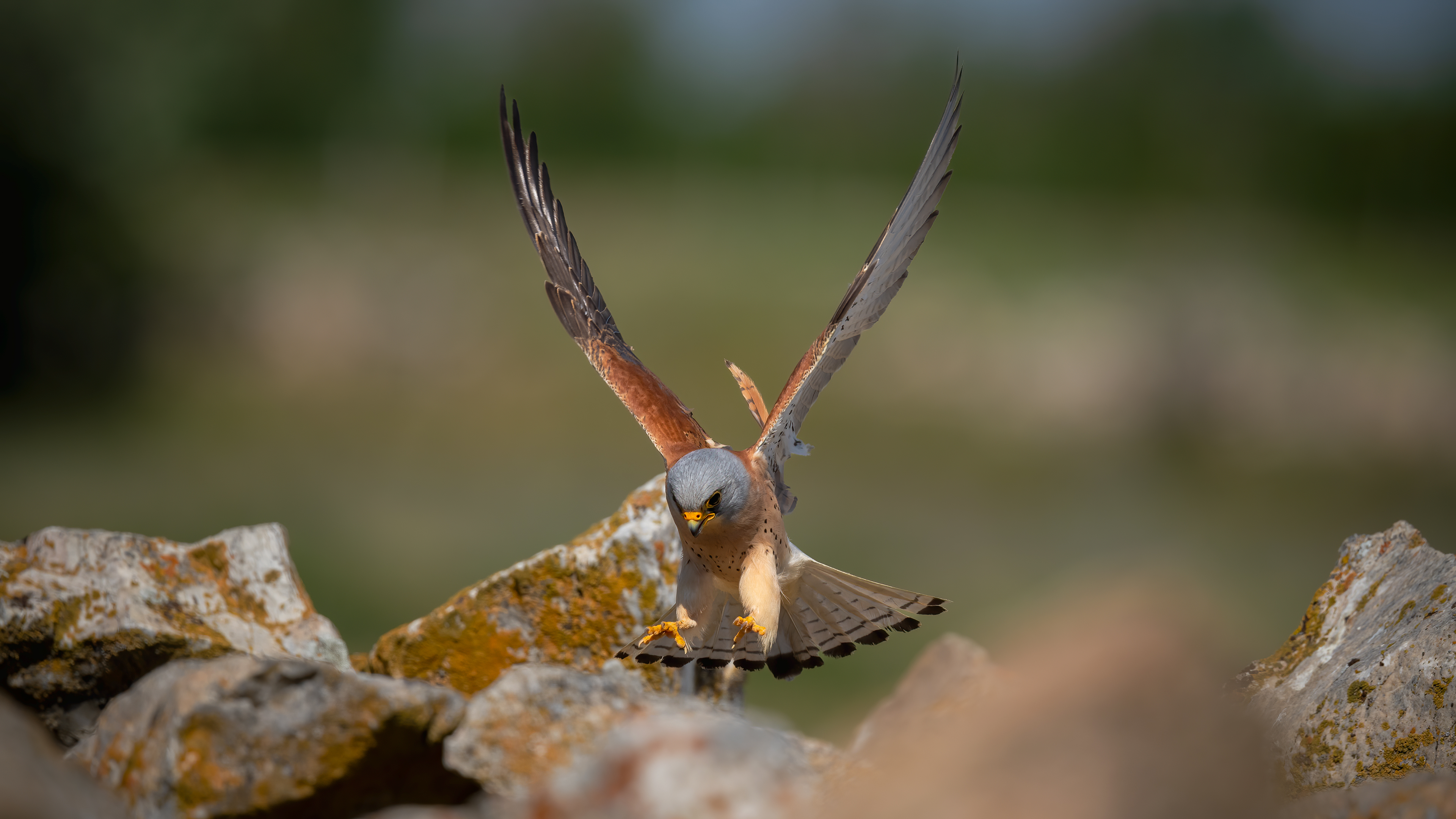 Küçük kerkenez » Lesser Kestrel » Falco naumanni