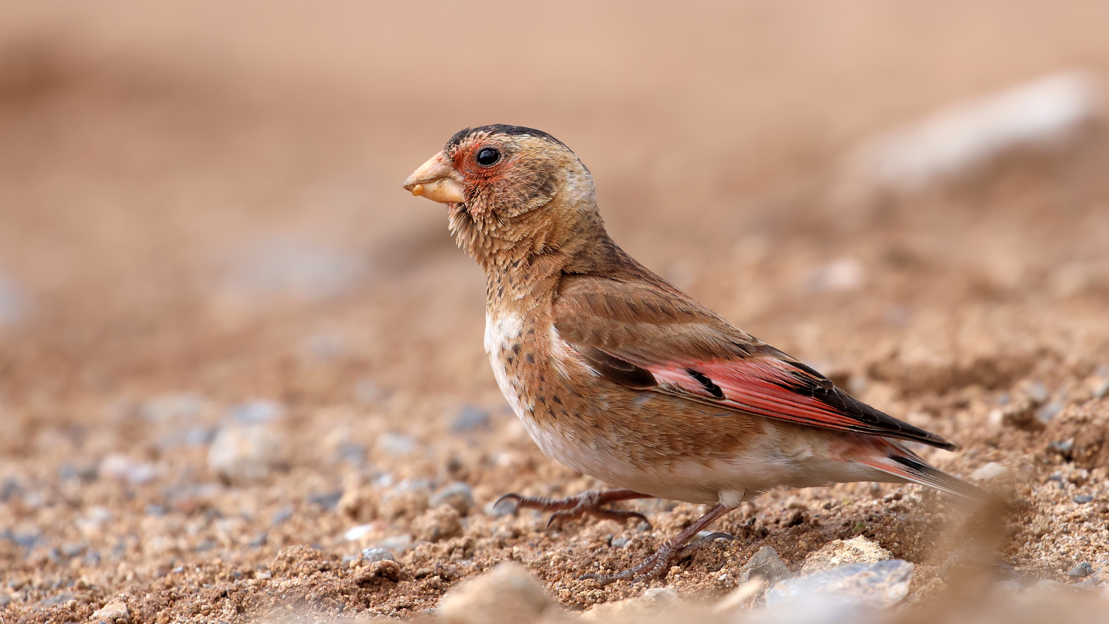 Alamecek » Eurasian Crimson-winged Finch » Rhodopechys sanguineus