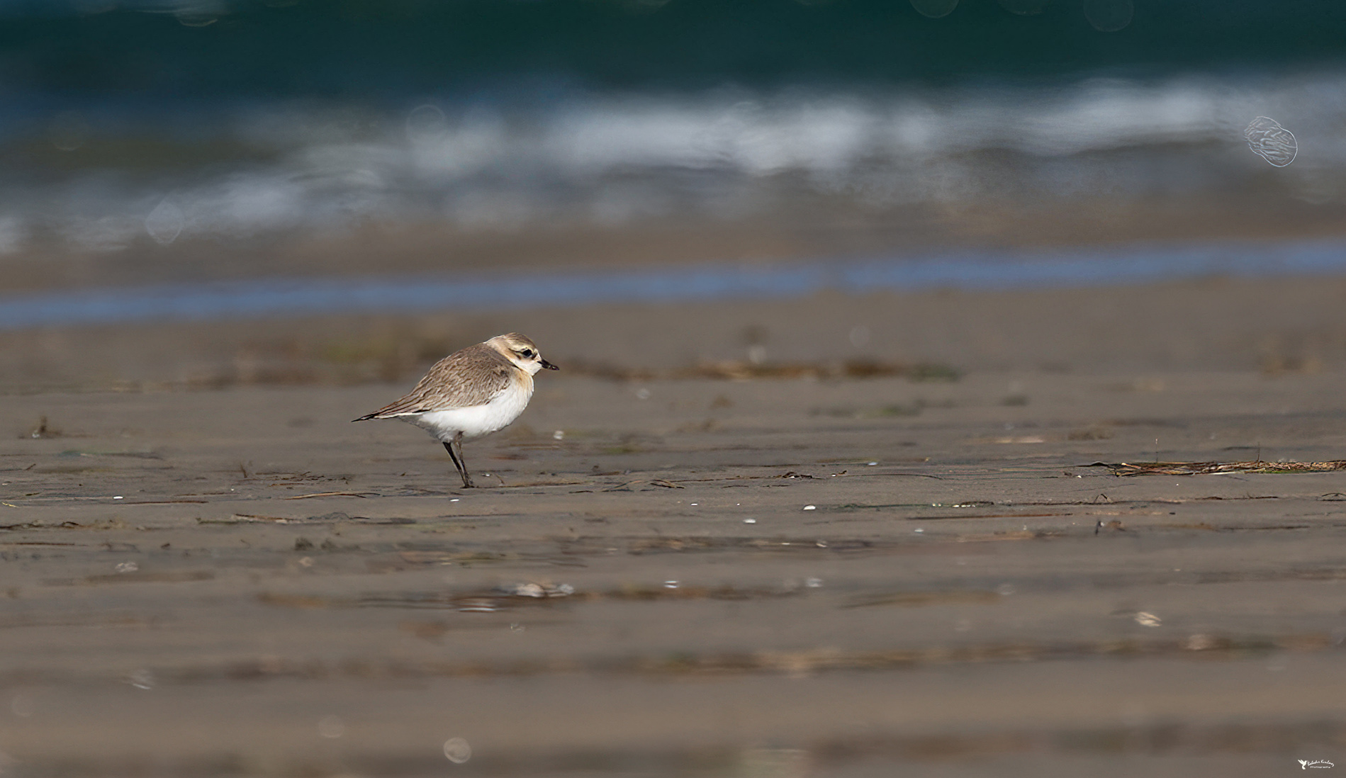 Tibetan Sand Plover