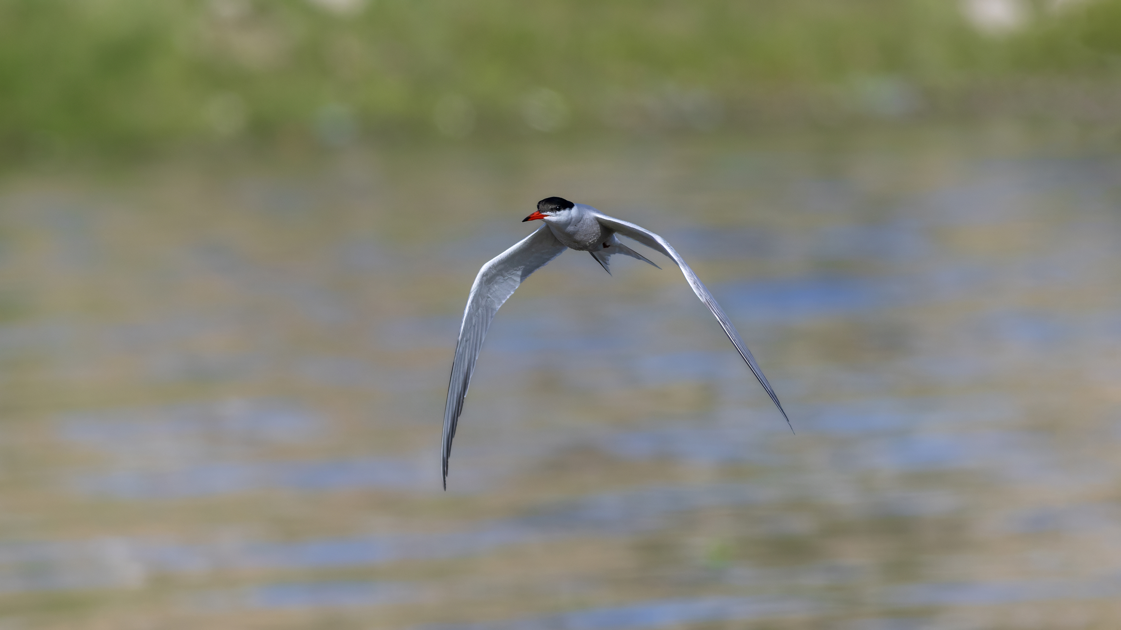 Sumru » Common Tern » Sterna hirundo