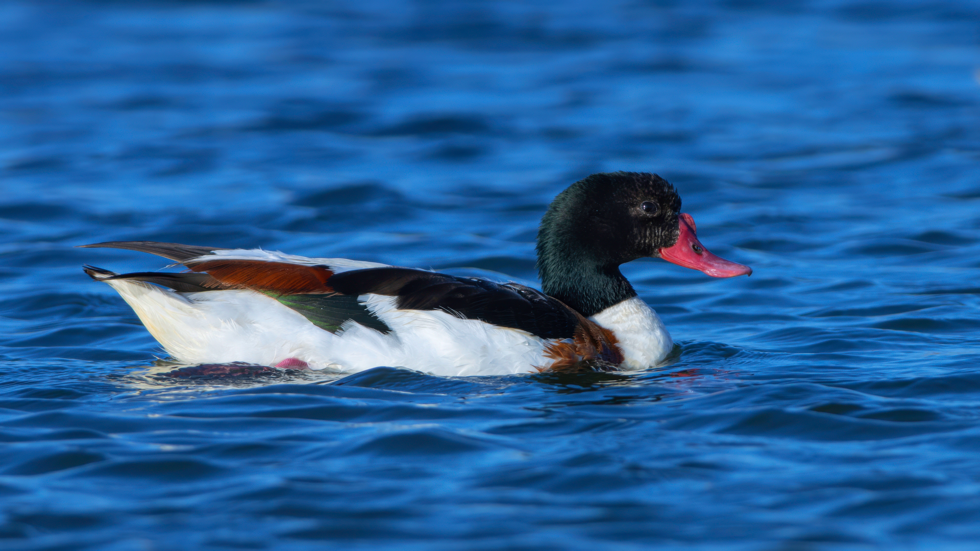 Suna » Common Shelduck » Tadorna tadorna