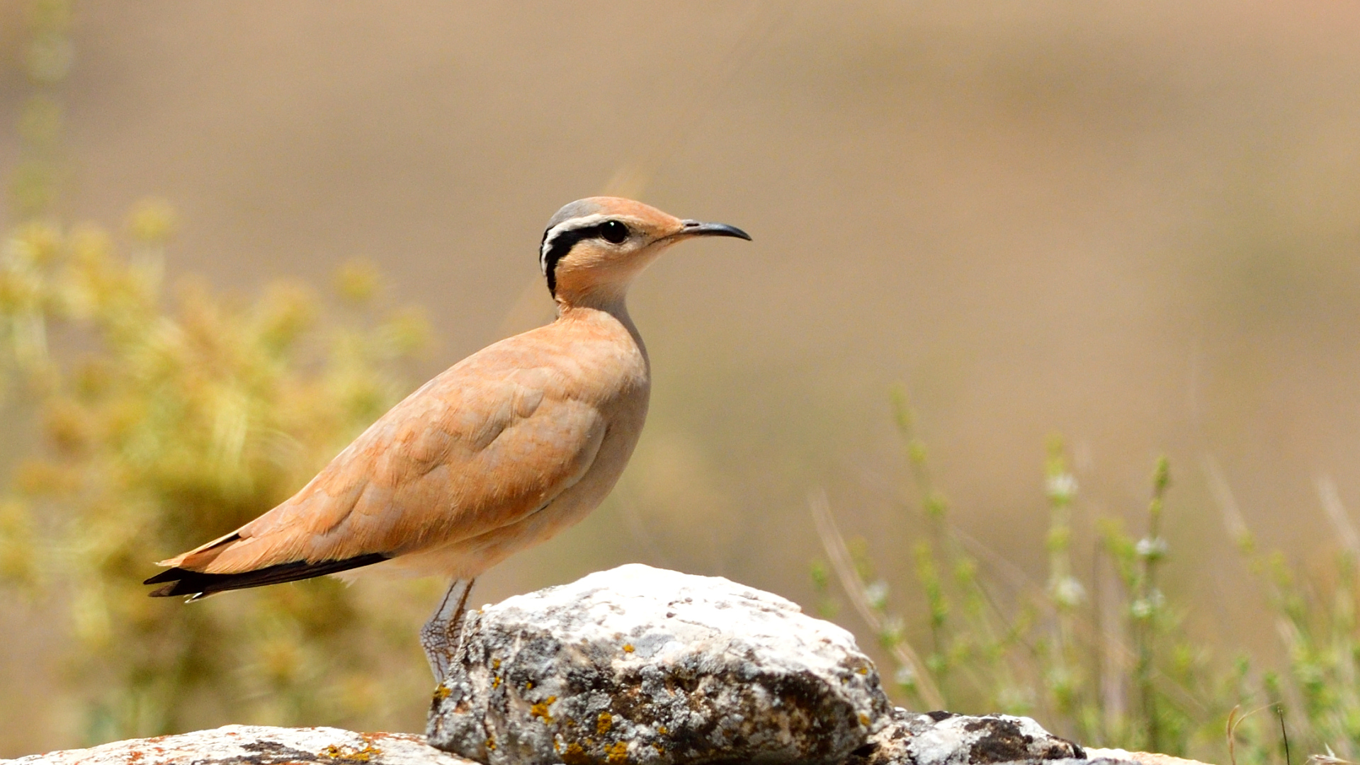 Çölkoşarı » Cream-colored Courser » Cursorius cursor