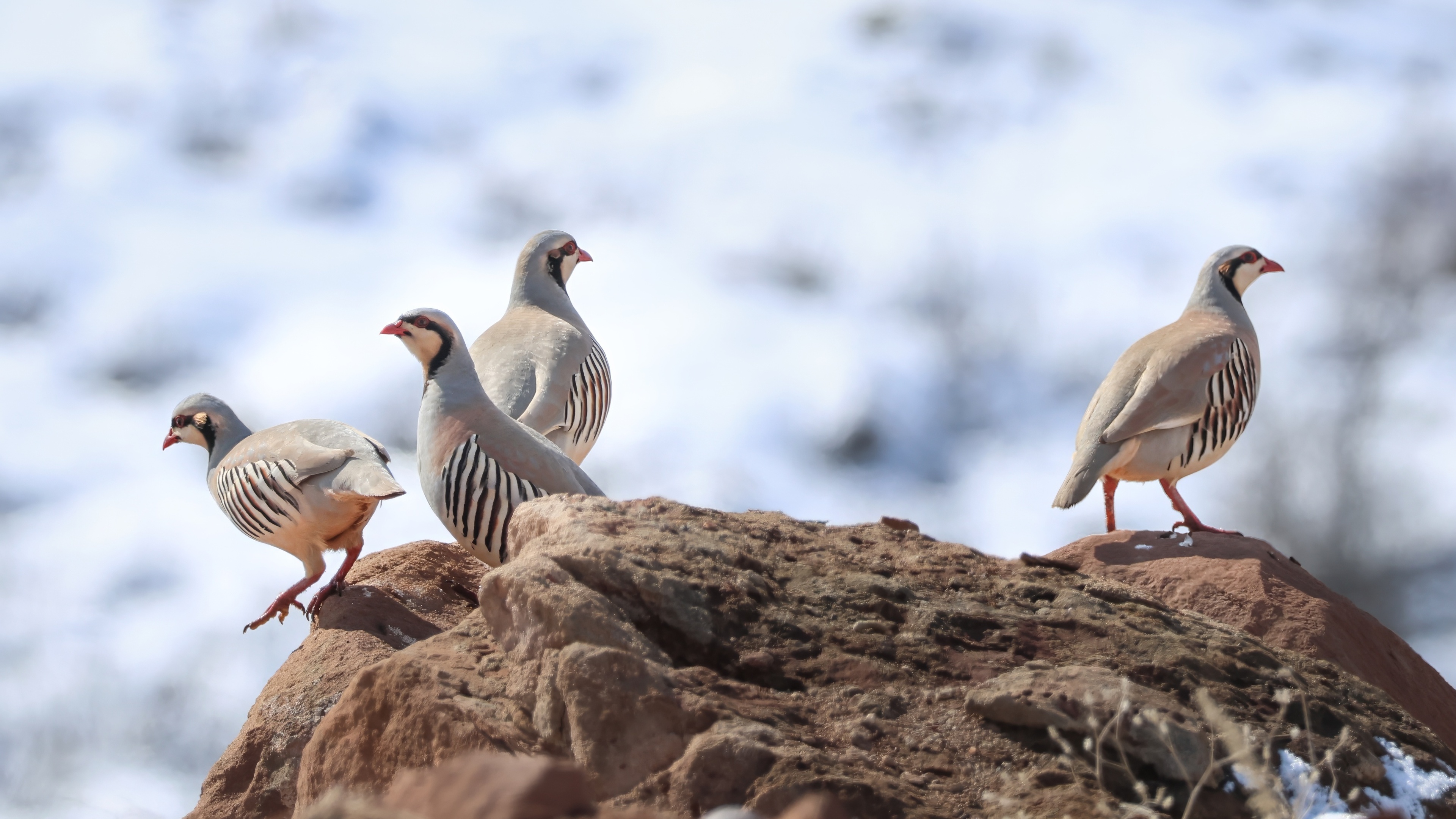 Kınalı keklik » Chukar Partridge » Alectoris chukar
