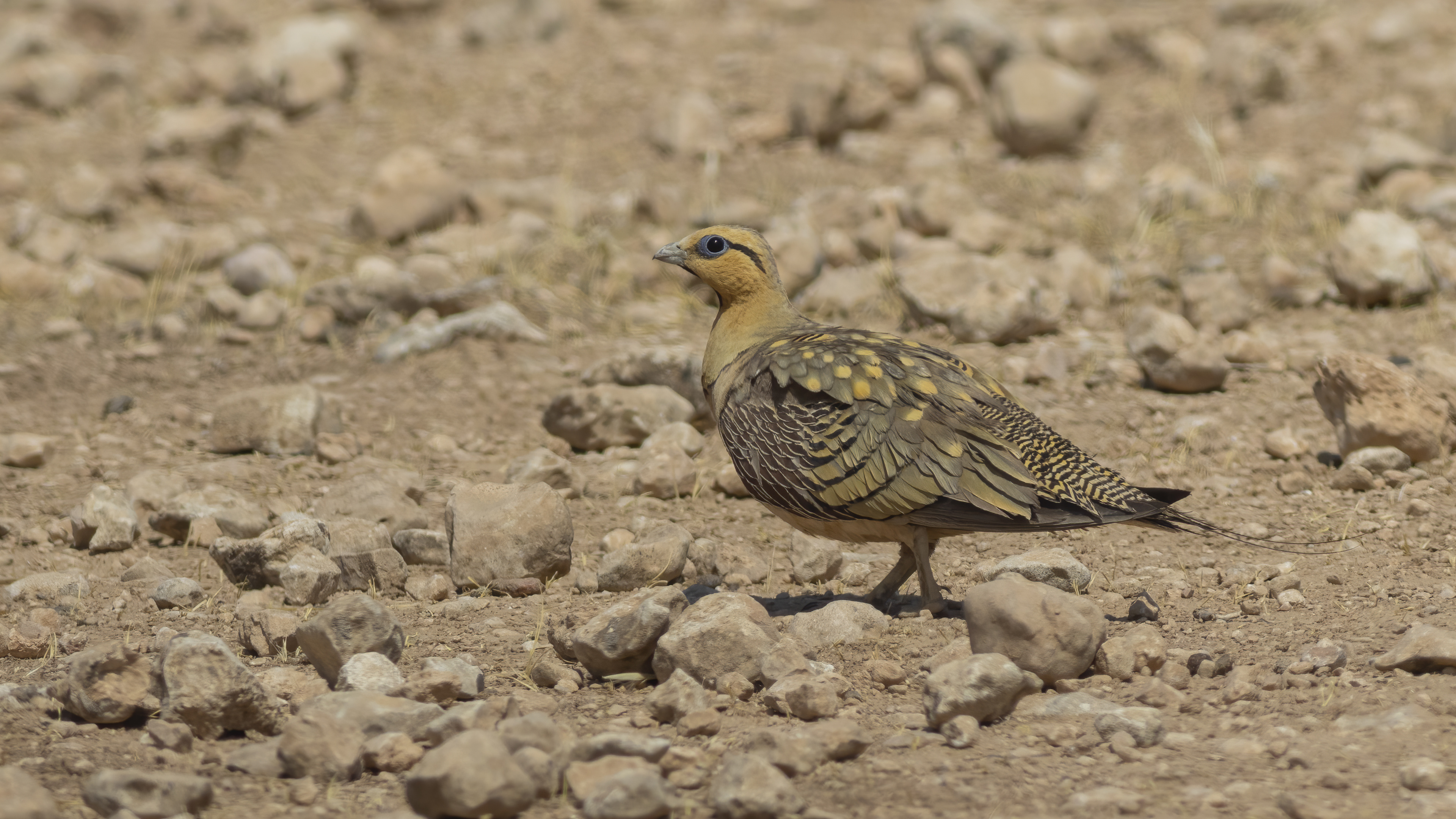 Kılkuyruk bağırtlak » Pin-tailed Sandgrouse » Pterocles alchata