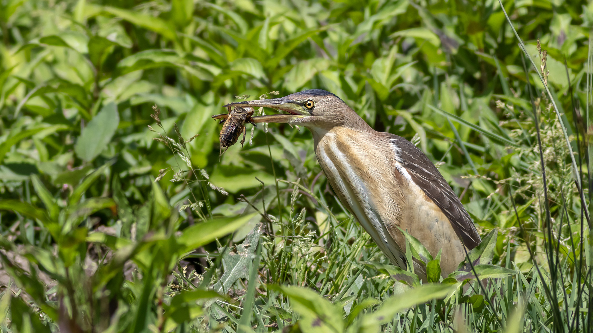 Küçük balaban » Little Bittern » Botaurus minutus