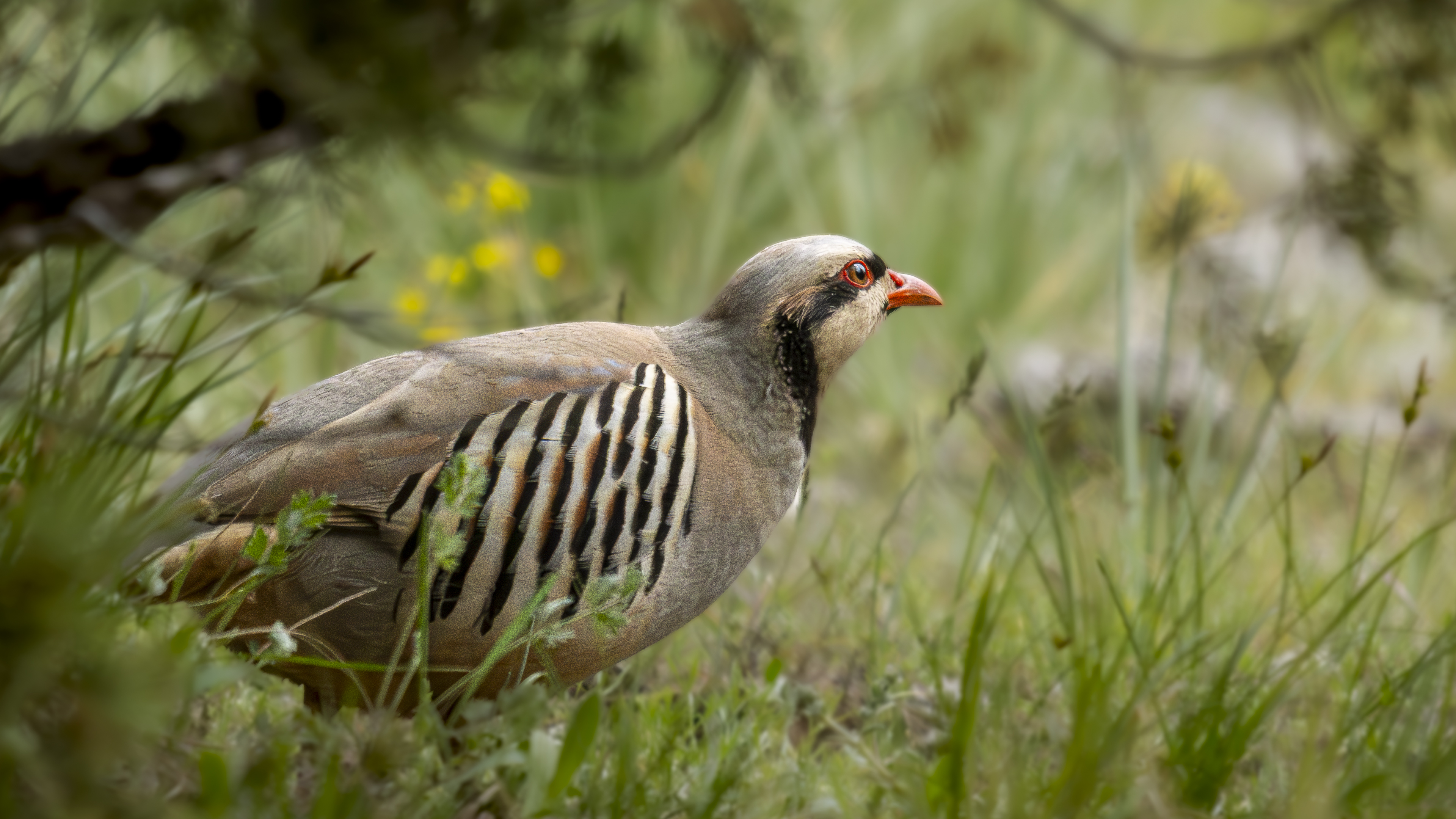 Kınalı keklik » Chukar Partridge » Alectoris chukar