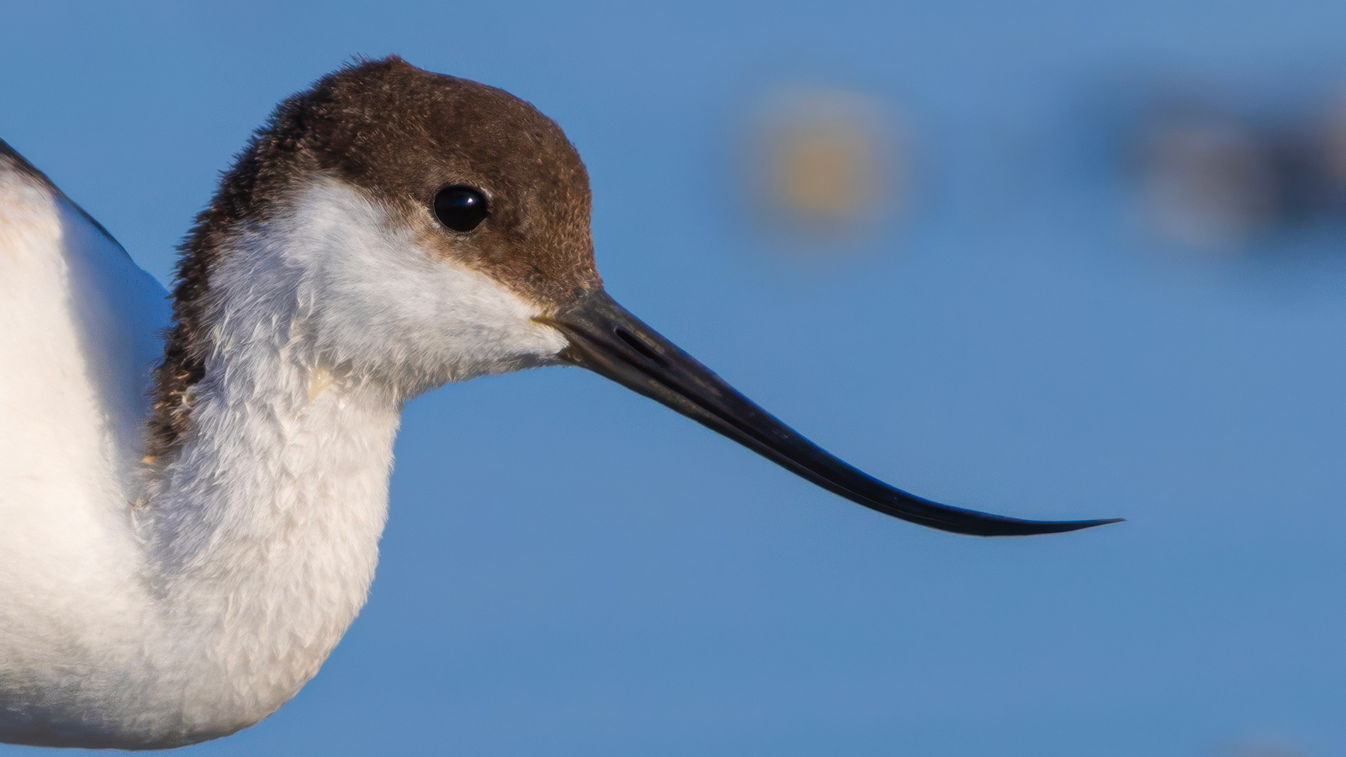 Kılıçgaga » Pied Avocet » Recurvirostra avosetta