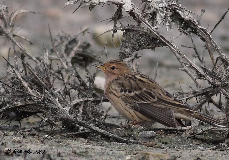 Kızılgerdanlı incirkuşu