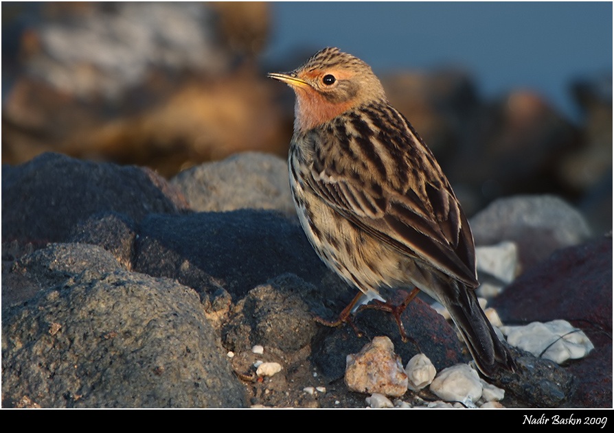 Kızılgerdanlı incirkuşu
