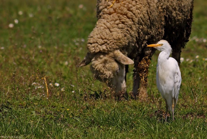 Sığır balıkçılı