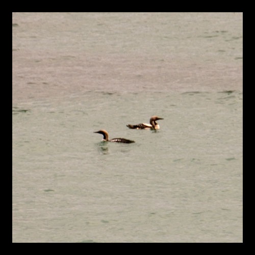 Karagerdanlı dalgıç