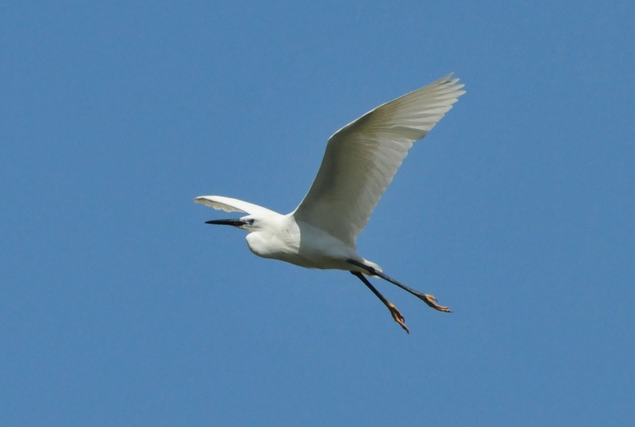 Küçük ak balıkçıl