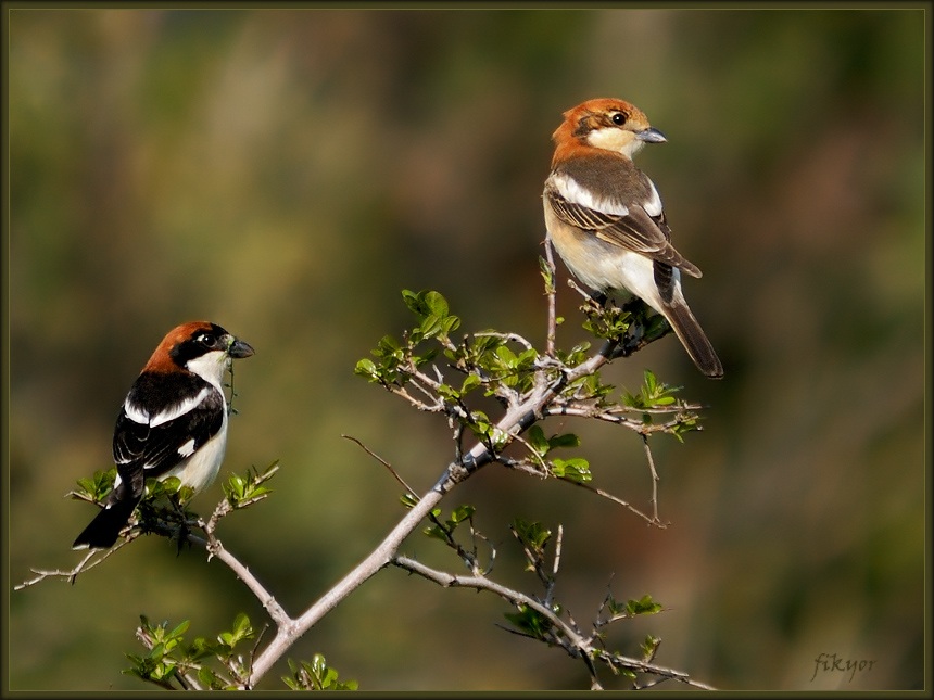 Kızılbaşlı örümcekkuşu