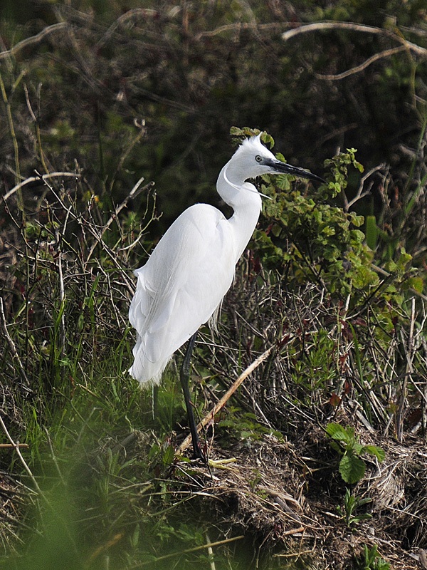 Küçük ak balıkçıl