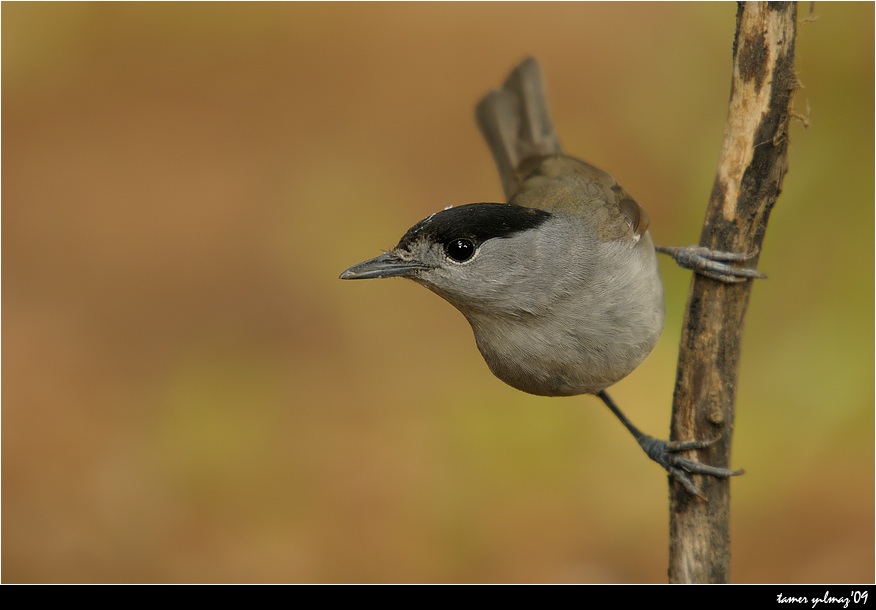 Karabaşlı ötleğen