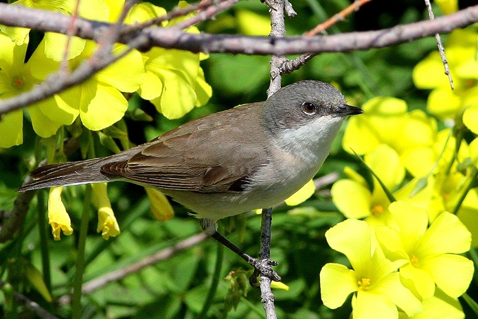 Küçük akgerdanlı ötleğen