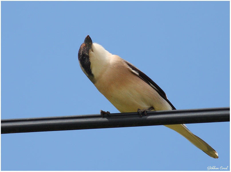 Karaalınlı örümcekkuşu