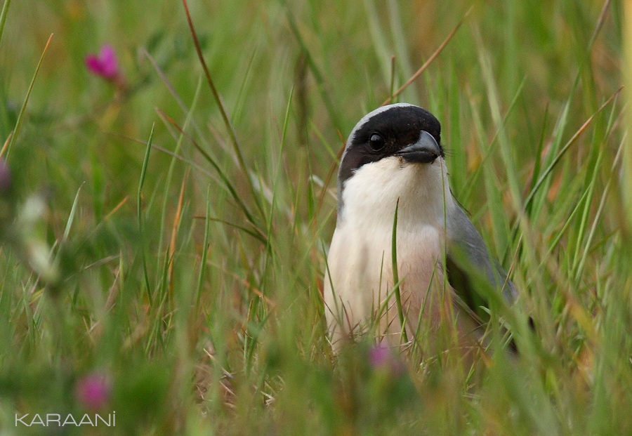 Karaalınlı örümcekkuşu