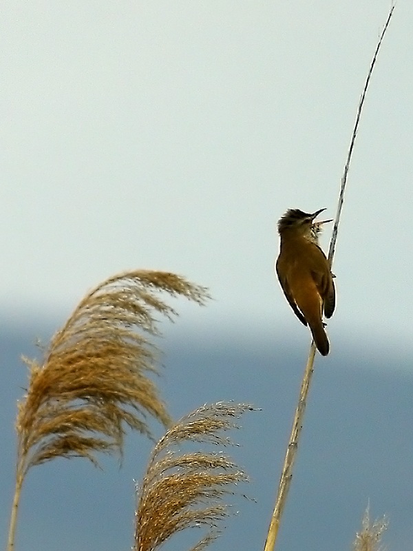Büyük kamışçın
