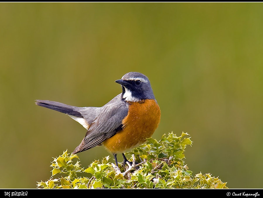 Taşbülbülü