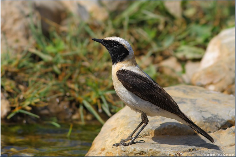 Karakulaklı kuyrukkakan