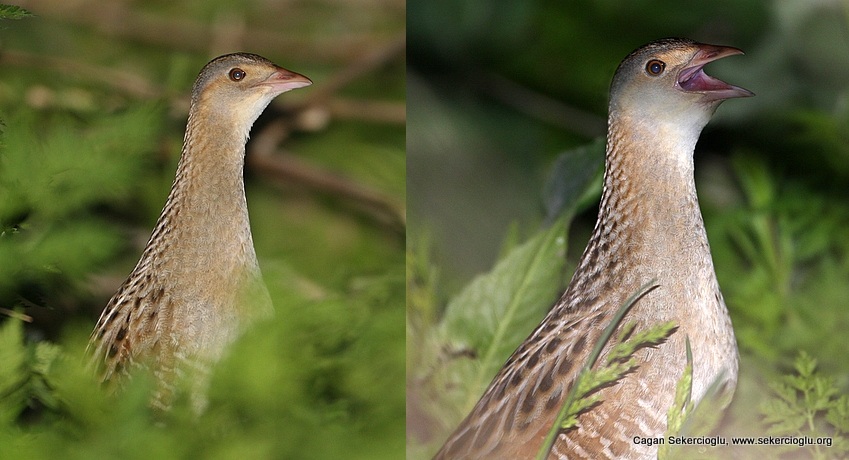 Bıldırcınkılavuzu