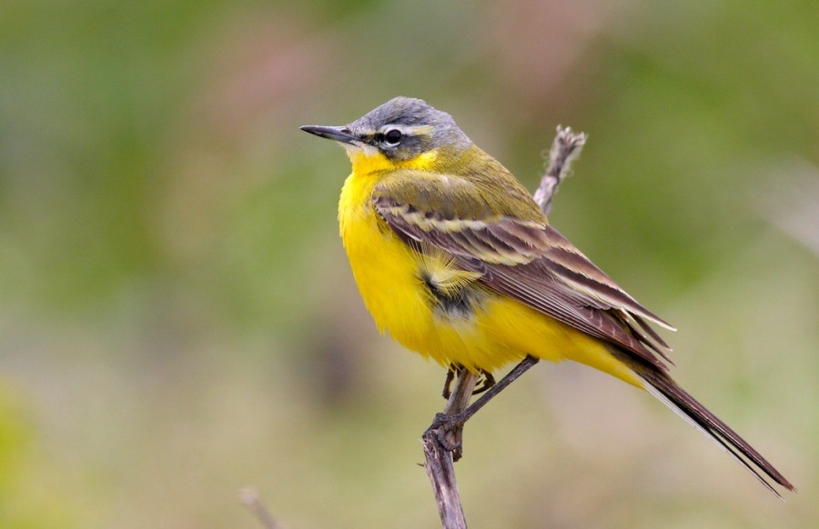 Sarı kuyruksallayan