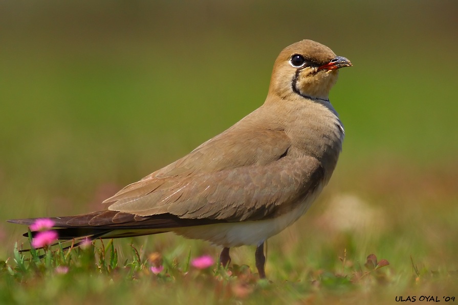 Bataklıkkırlangıcı