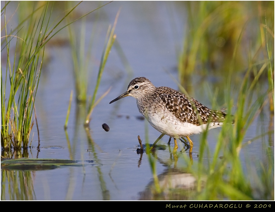 Orman düdükçünü