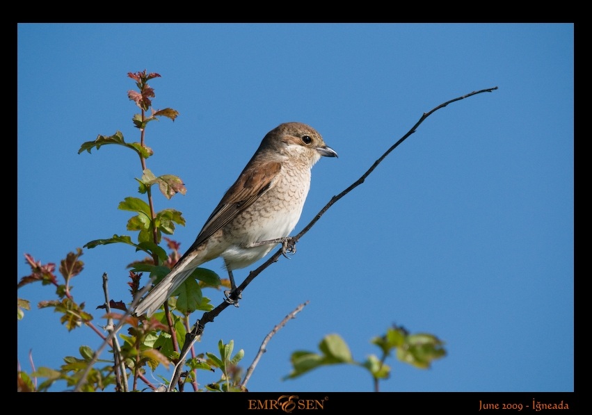 Kızılsırtlı örümcekkuşu