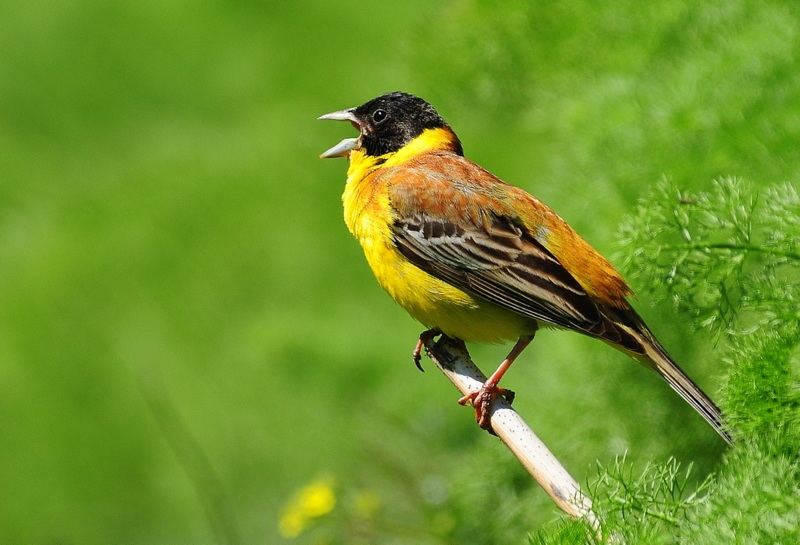 Karabaşlı kirazkuşu