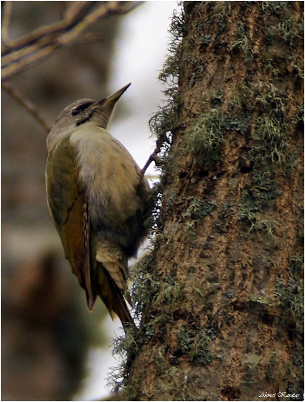 Küçük yeşil ağaçkakan