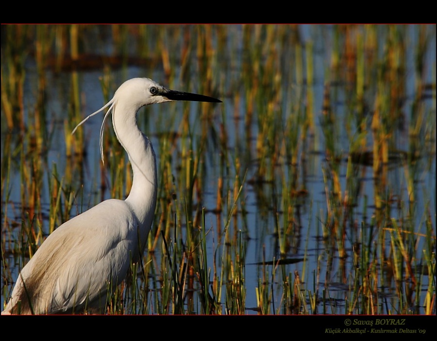 Küçük ak balıkçıl