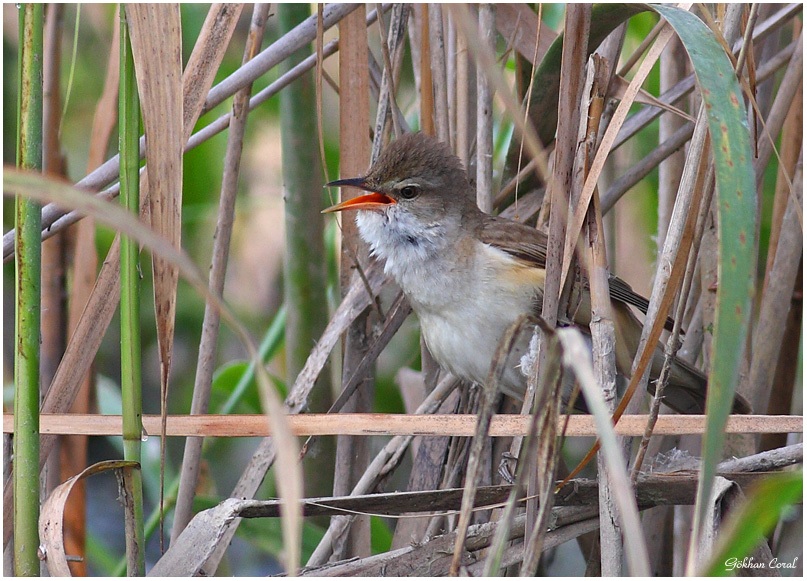 Büyük kamışçın