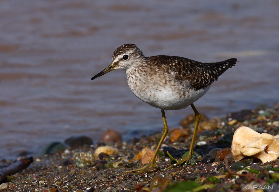 Orman düdükçünü