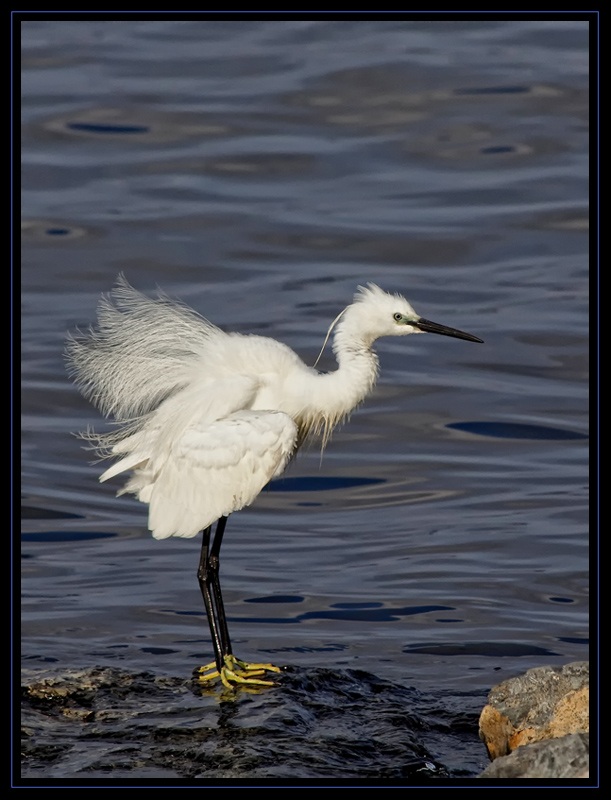 Küçük ak balıkçıl