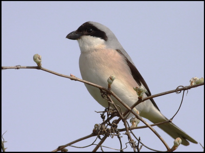 Karaalınlı örümcekkuşu