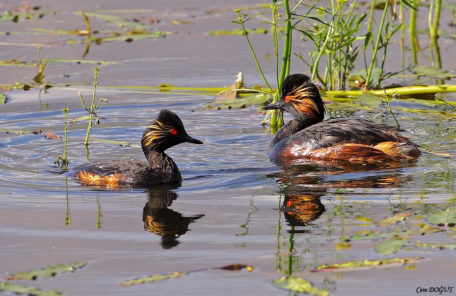 Karaboyunlu batağan