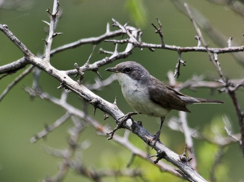 Küçük akgerdanlı ötleğen