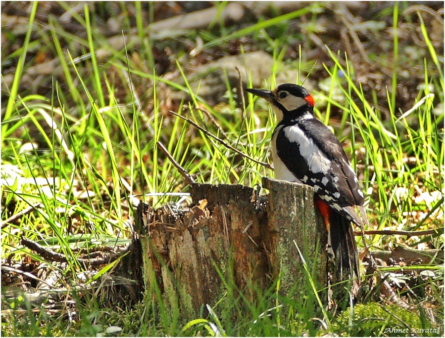 Orman alaca ağaçkakanı