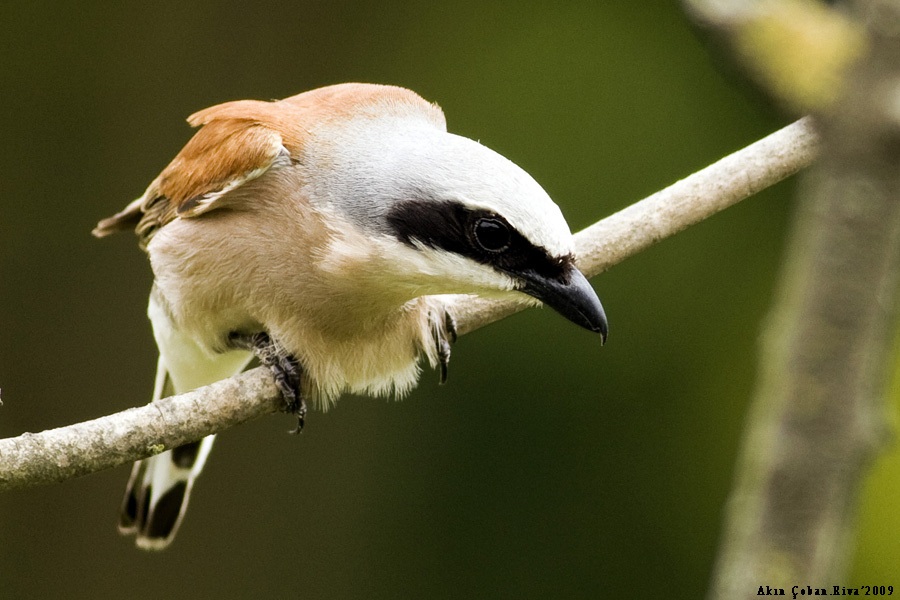 Kızılsırtlı örümcekkuşu