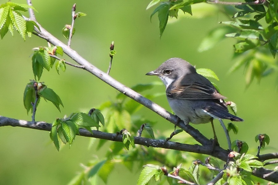 Akgerdanlı ötleğen