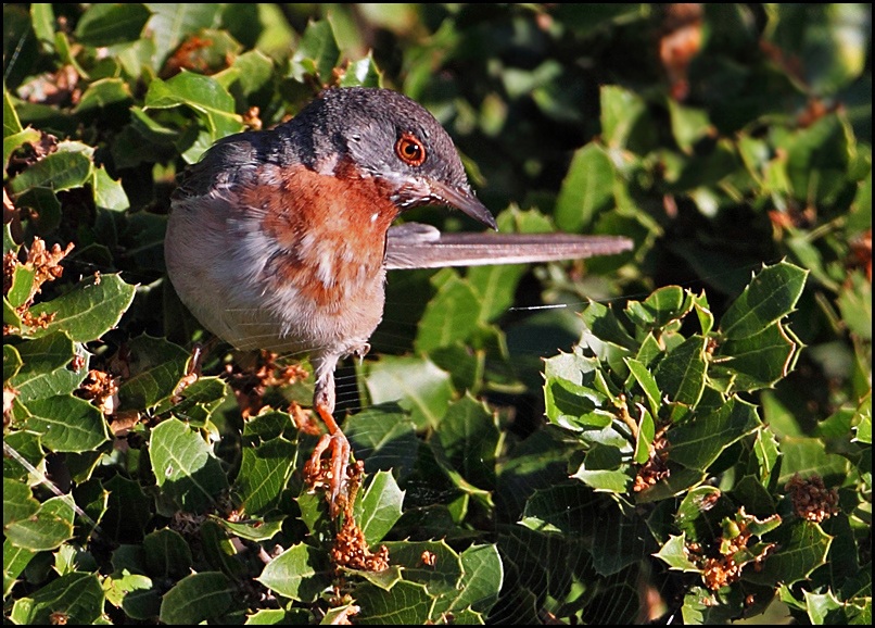 Bıyıklı ötleğen